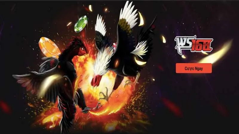 NOHU – Cổng Game Nổ Hũ Uy Tín - Link Nohu90 Không Bị Chặn Tự tin chinh phục các kèo đá gà đặc sắc